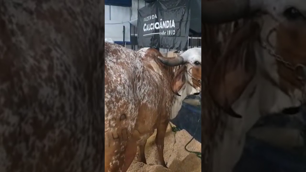 DOADORA FILHA DO CAMARGO DO BASA DISPON&Iacute;VEL NO LEIL&Atilde;O TRADI&Ccedil;&Atilde;O EXPOZEBU