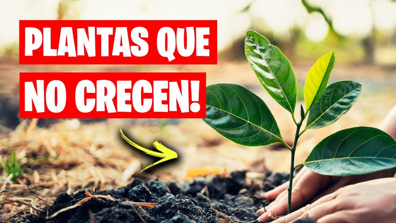 7 RAZONES por las que TUS PLANTAS NO CRECEN! Consejos y Trucos | La Huerta de Ivan