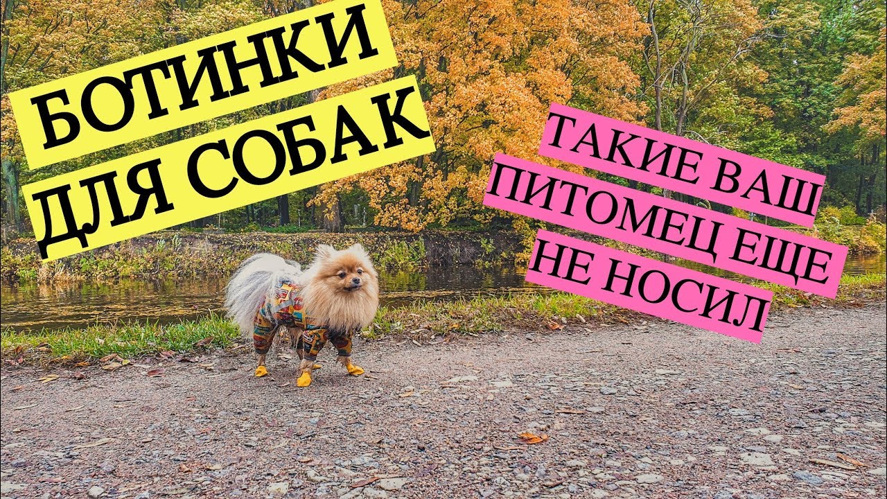 Ботинки для собак. Обзор ботинок PAWZ. Впервые собака в ботинках