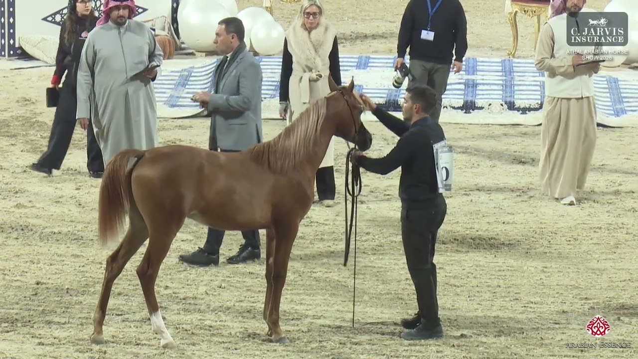 Athal Arabian Horse Show 2026   Class   2B