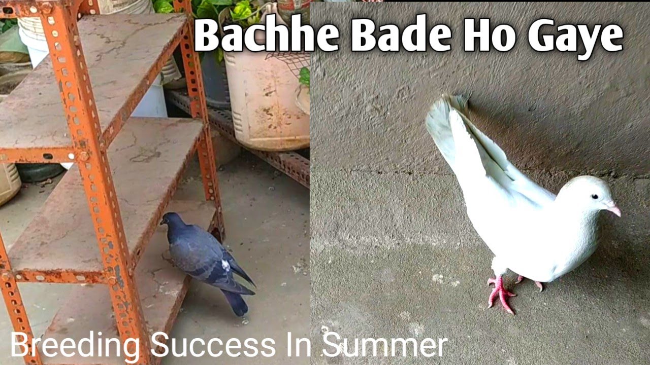 Pigeons Babies Progress Now//Madrasi Pigeon Babies //#indoripigeonsofkamlesh