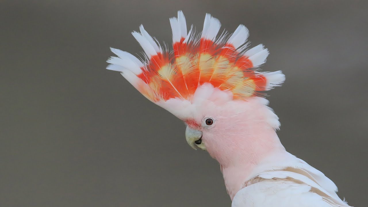 Major Mitchell Cockatoo
