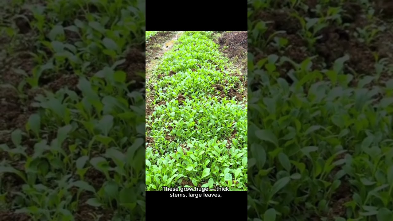 Harvesting Fresh Mountain Mustard in Two Different Locations 