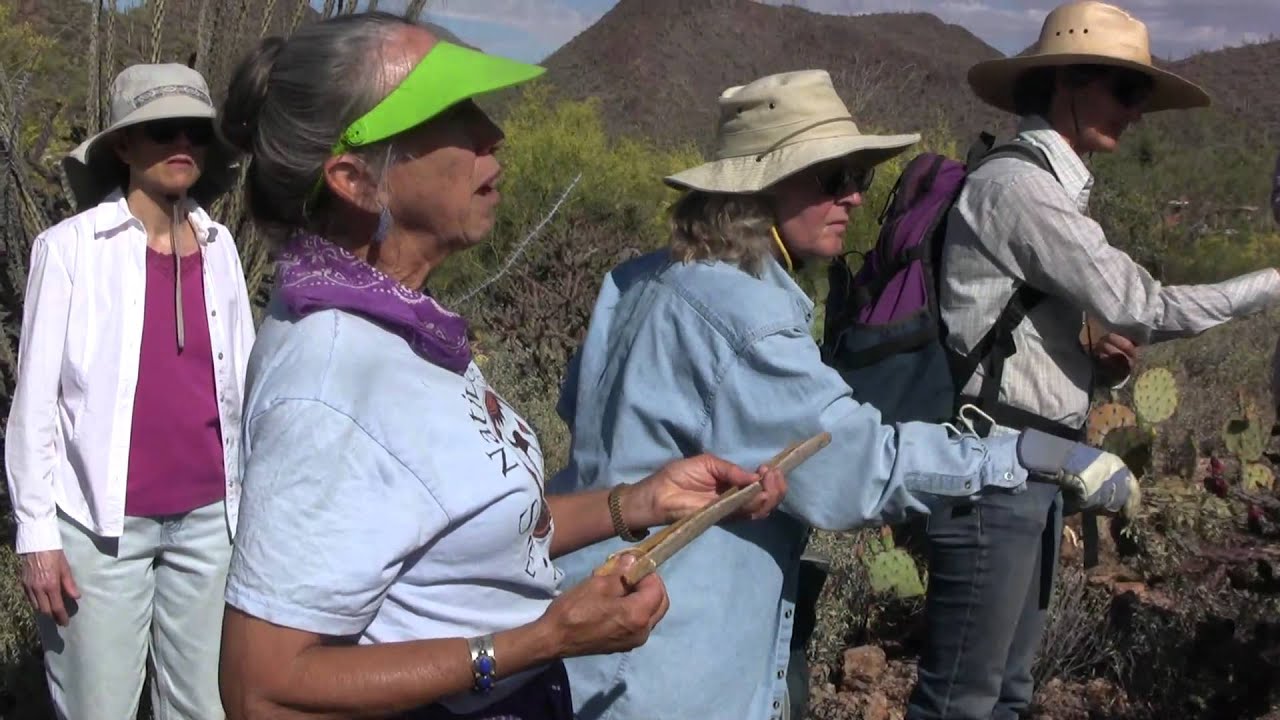Cuisine of the Desert: Foraging for Cholla Buds