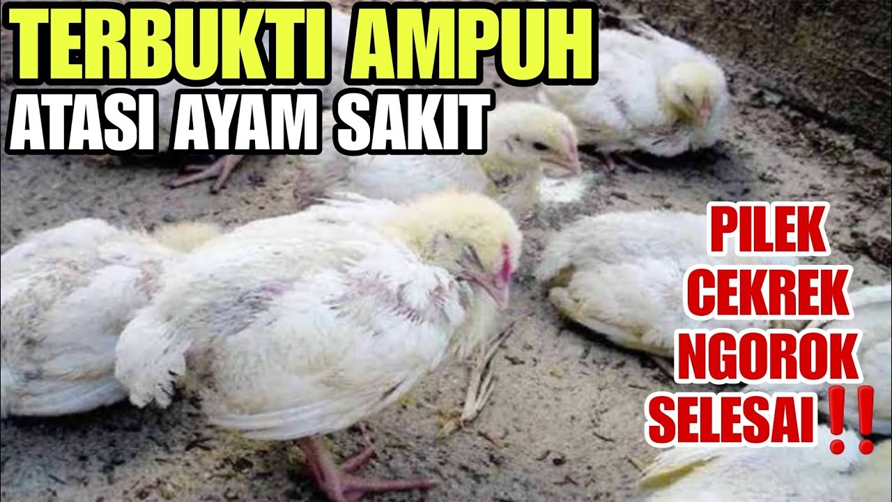 WAJIB TAU‼️CARA AMPUH OBATI AYAM PILEK & NGOROK💯