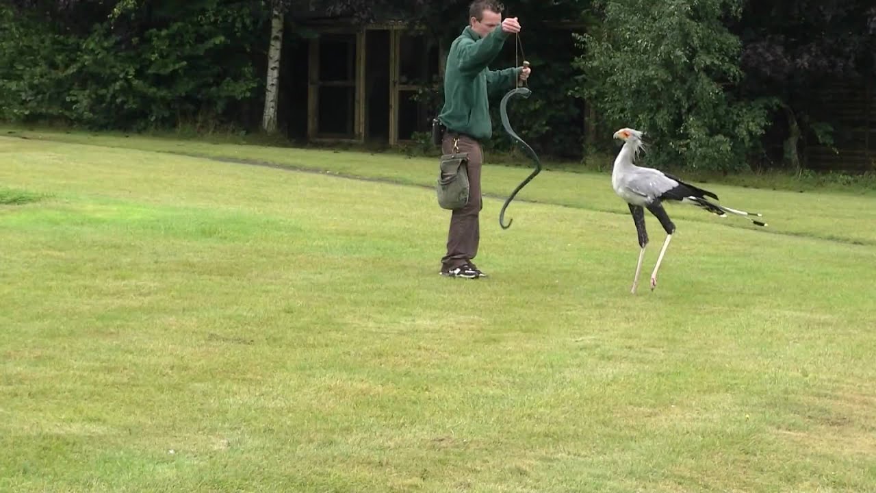 Secretary bird killing a snake