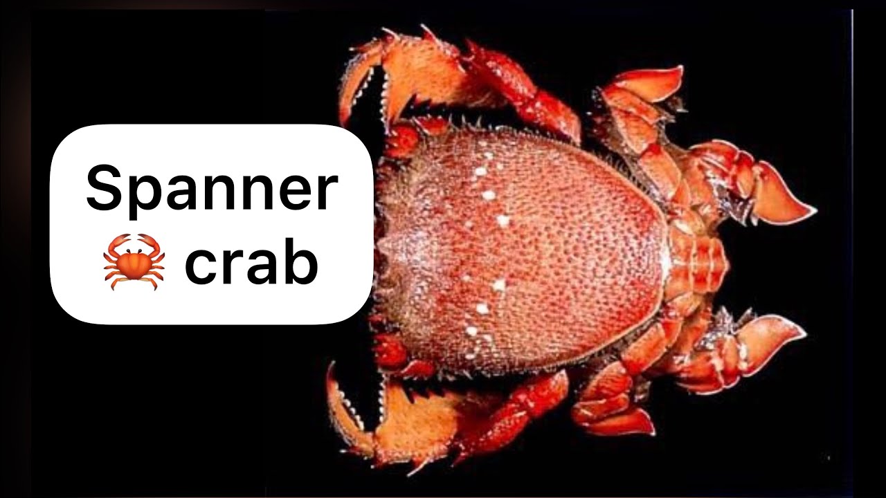 Spanner crabs 🦀 that you should know