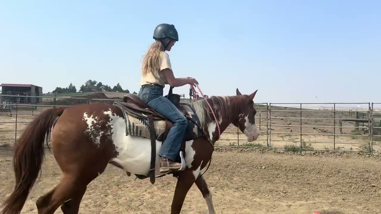 SOLD- TRIX- BEGINNER KID SAFE STUNNING MARE 