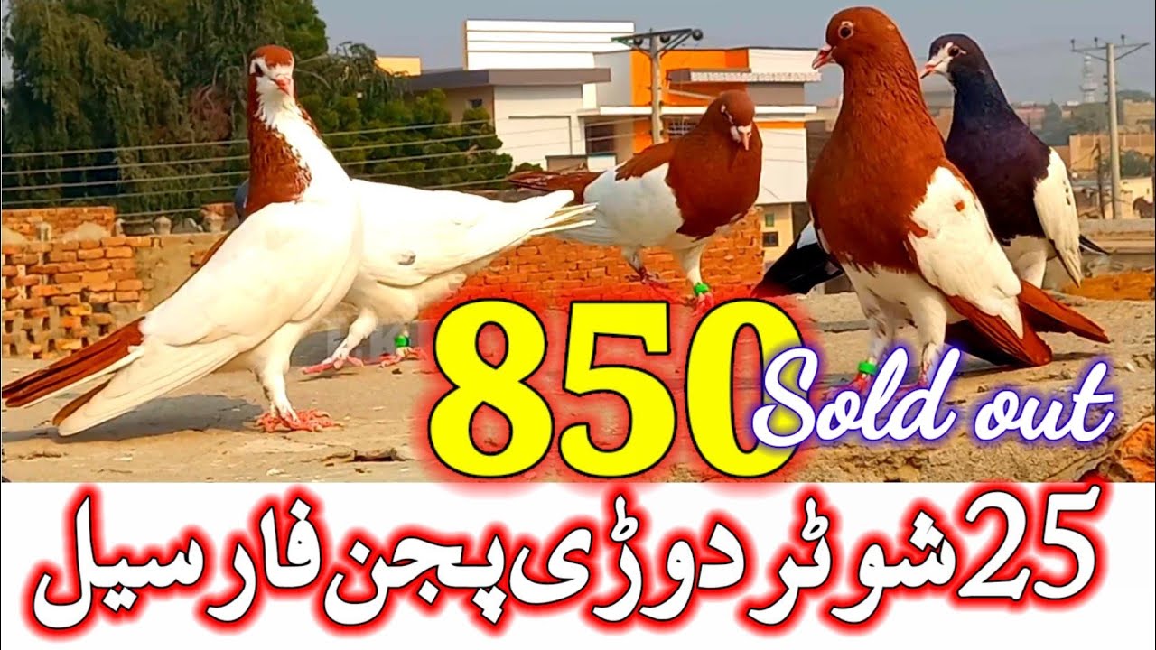 25 Shotar Dori Pigeon ForSale | 850 Only | Sold Out | fancy pigeon videos