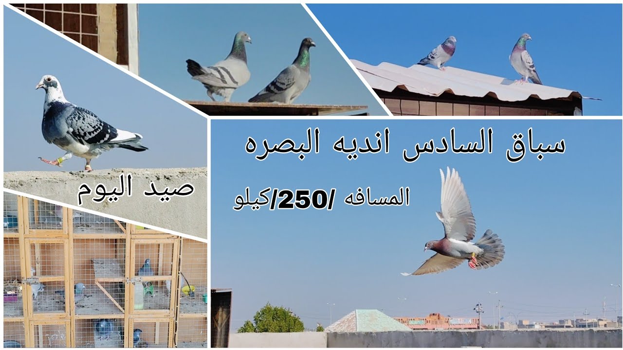 سباق السادس انديه البصره / مسافه 250كيلو/ + طبكت الحمام + صيد اليوم