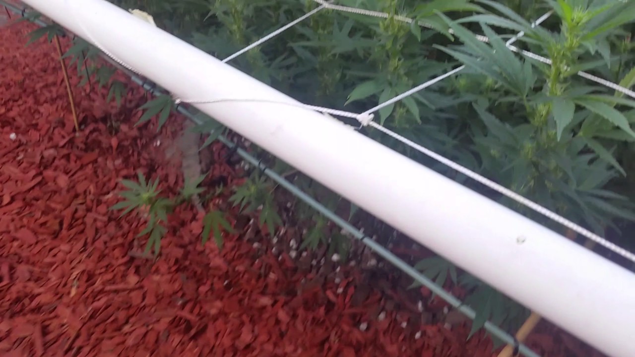 Gorilla Glue #4 Outdoor SCROG Day 24