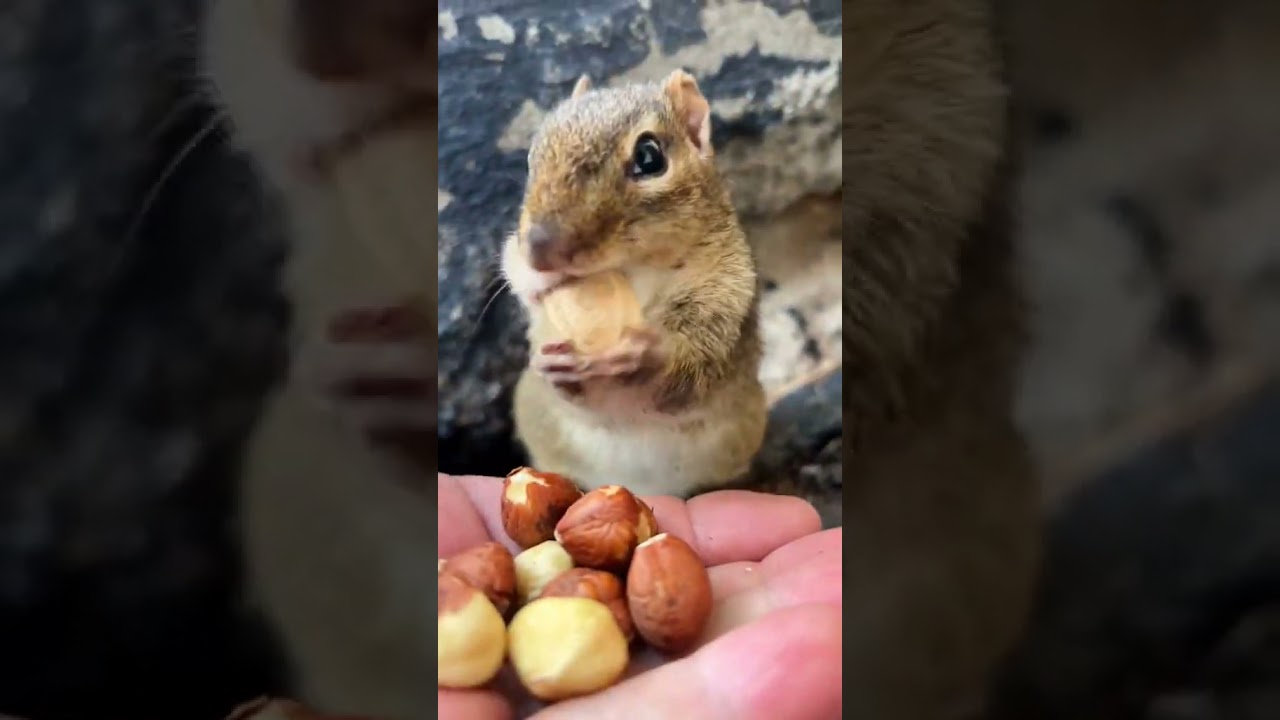O  esquilo guarda toda comida nas bochechas como cabe!!!