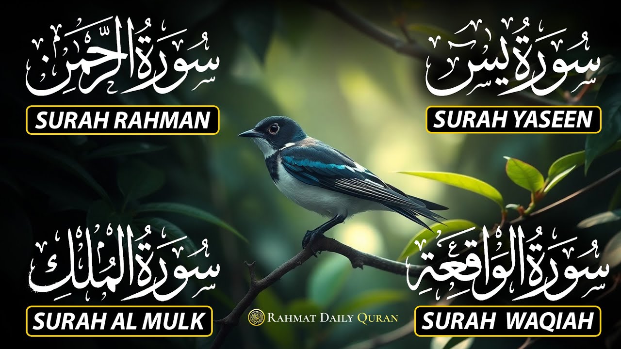 Beautiful Surah Yaseen (Yasin) | Surah Rahman | Surah Waqiah | Surah Mulk |