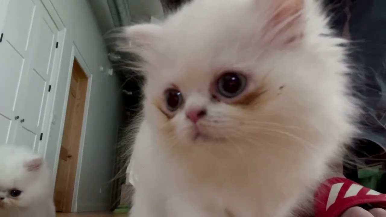 Kitten foodfest.