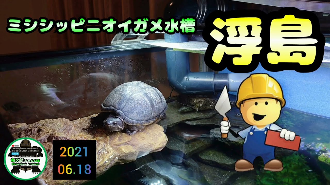 【ミシシッピニオイガメ】浮島