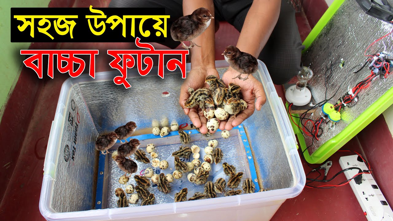 ঘরে বসে কম খরচে কোয়েল পাখি, দেশি মুরগি, টার্কি ও হাঁসের বাচ্চা ফোটানোর উপায় | Quail eggs hatching