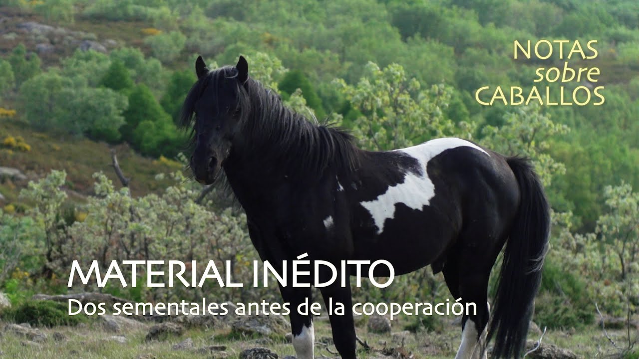 Zabal y Pintxo | Caballos Pottoka en libertad – Entre tensión y cooperación