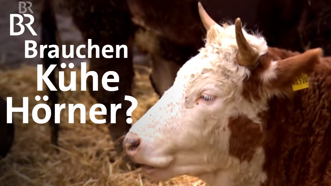 Kühe mit Hörnern in der Landwirtschaft: Im Laufstall und mit Melkroboter | Unser Land | BR