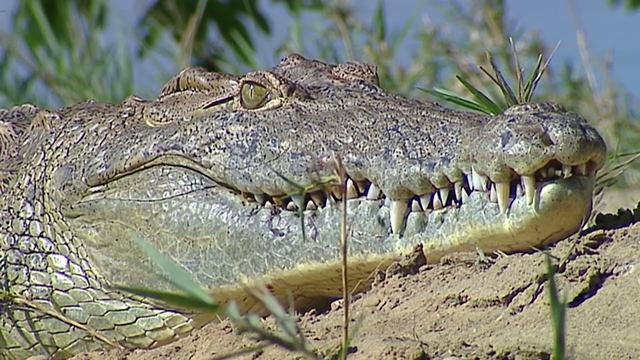 NILE CROCODILE | The Deadliest Reptile on Earth | 4K