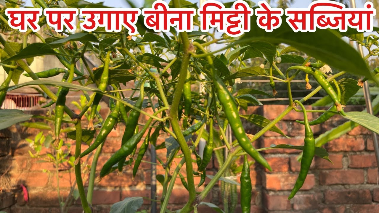 घर पर बिना मिट्टी के सब्ज़िया उगाईए आसानी से । सब्ज़ी के छिलका से गामले में उगाई डेर सारे मिर्चिया