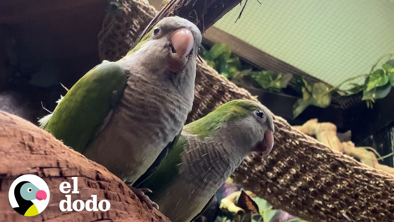 Loro soltero hace un nuevo amigo | El Dodo