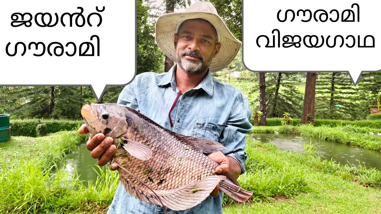 ജയൻറ് ഗൗരാമി/കുറഞ്ഞ തീറ്റ ചിലവിൽ ഏറ്റവും ലാഭകരമായി വളർത്താൻ പറ്റിയ മത്സ്യം/Giant Gourami/Fish Farm