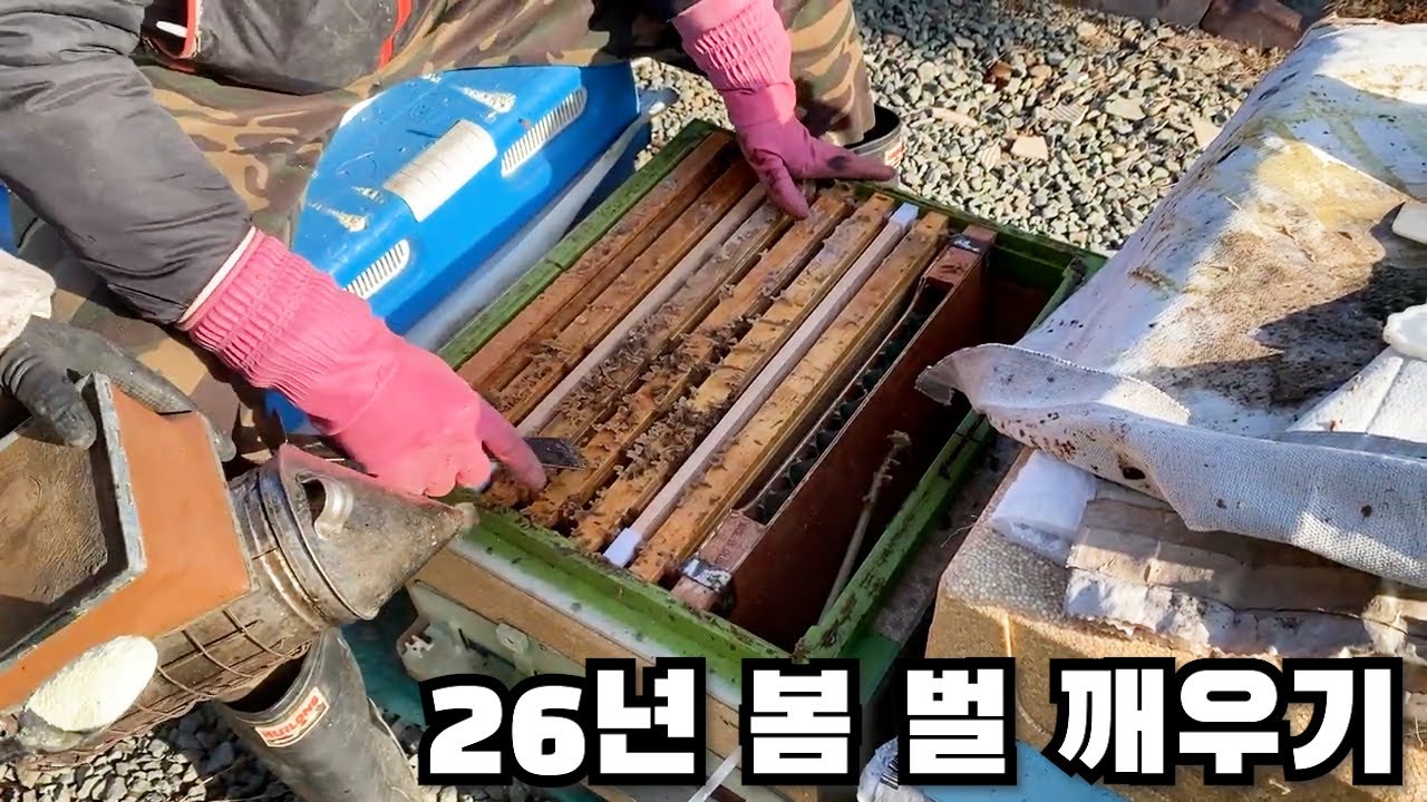 봄벌 깨우기