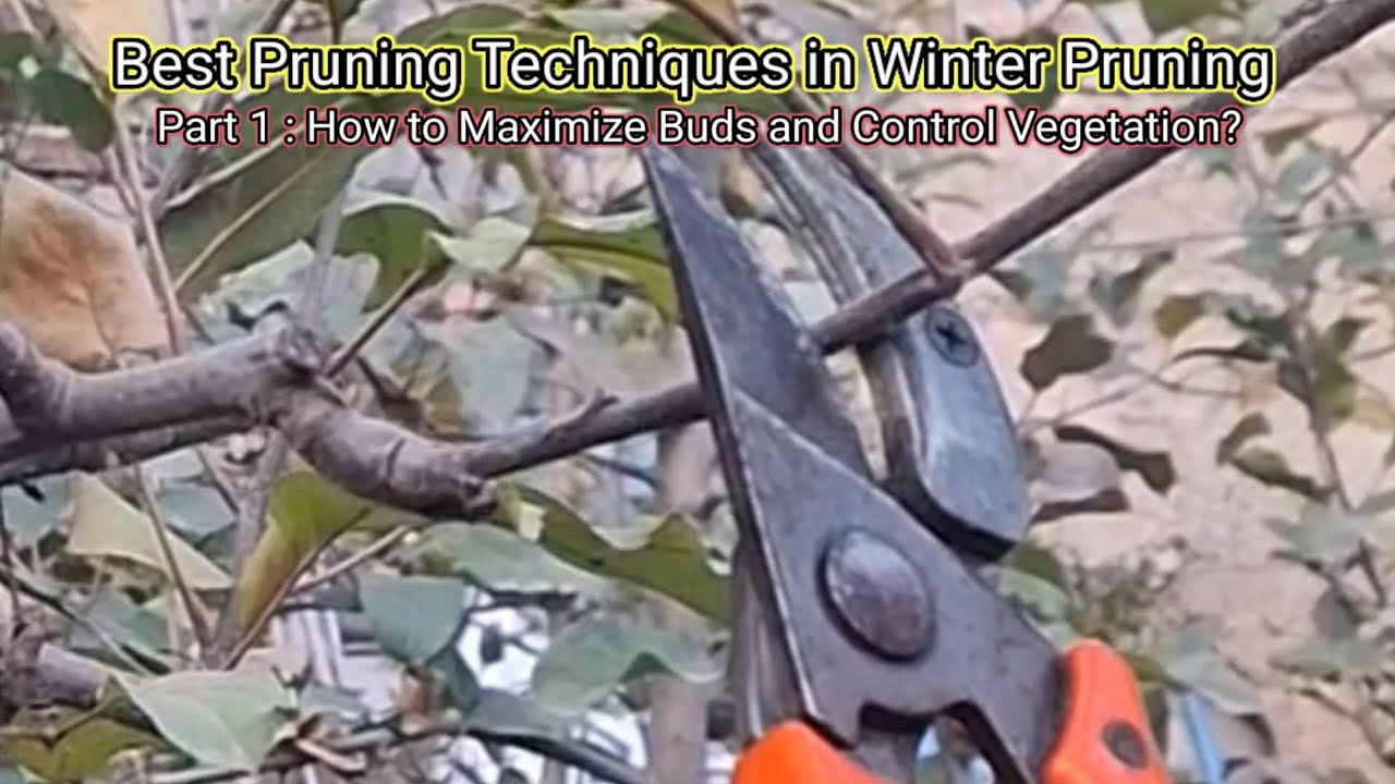Pruning Techniques: Control Vegetative Growth and Maximize Buds || Magray Orchards