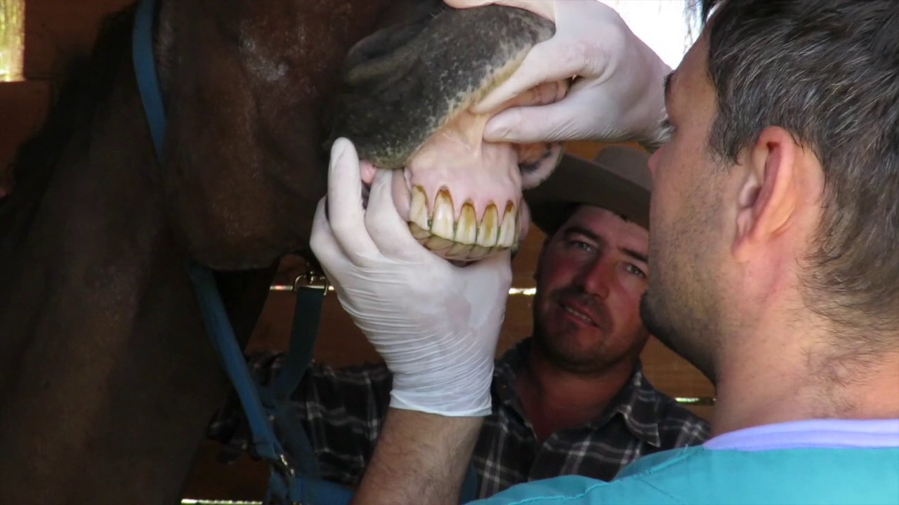 Dentista Equino