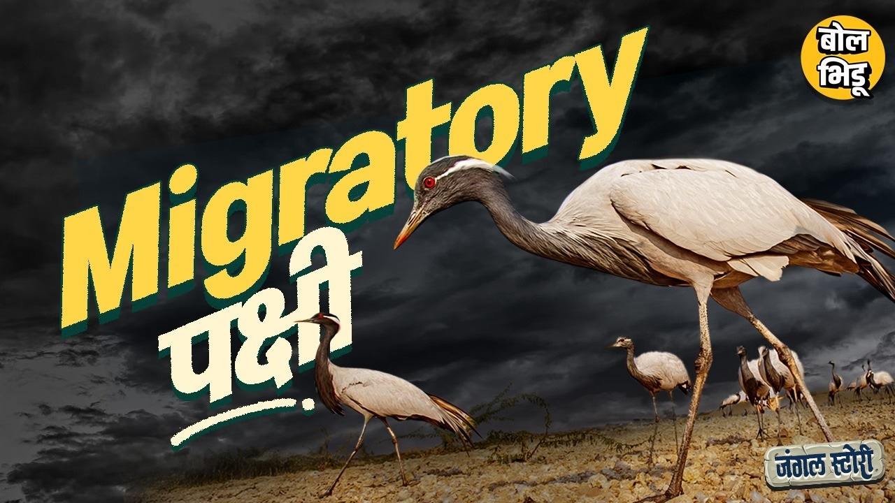 Jungle Stories: Flamingo, Bar headed goose हजारो किमीचा प्रवास करणाऱ्या स्थलांतरित पक्षांची गोष्ट