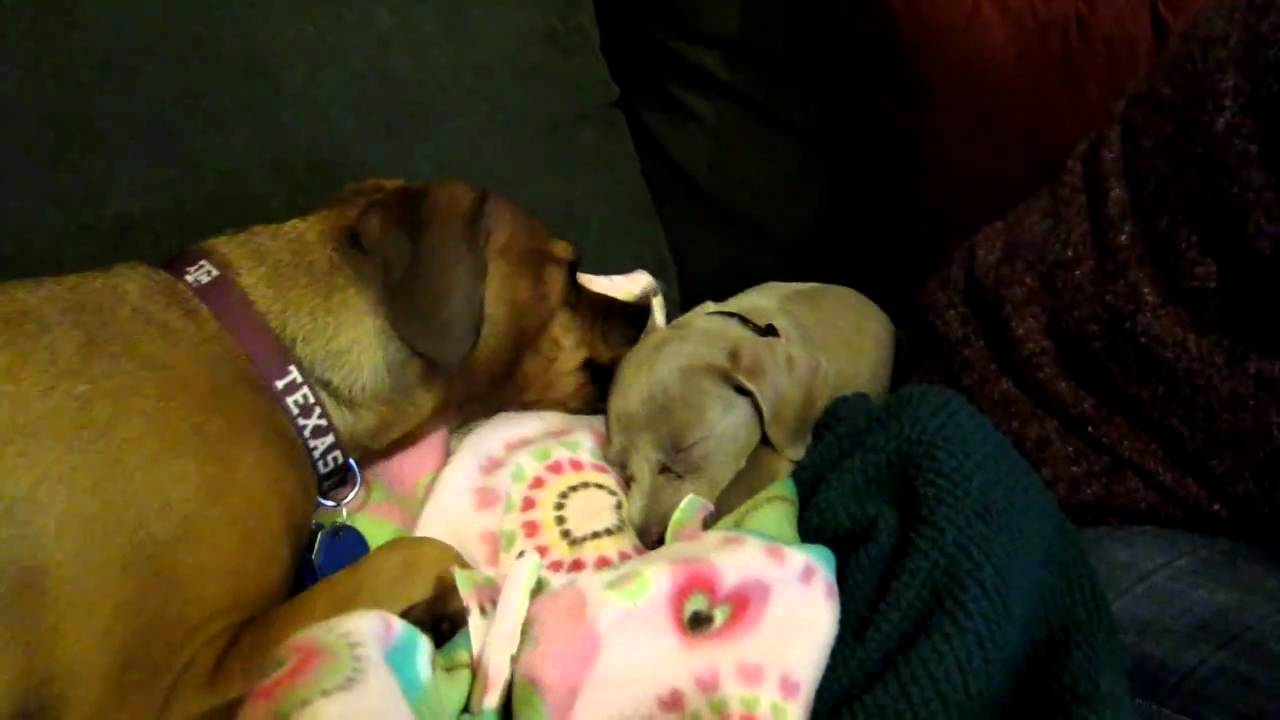 Rosie sleeps, Pascal licks her ear...