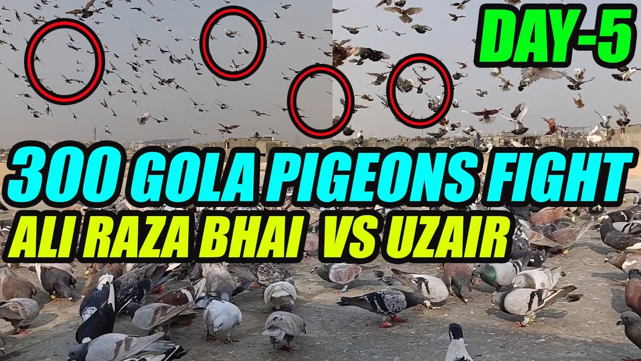 300+300 Gola Pigeons Fight Day-5 Ali Raza Bhai VS Uzair 300 Koray Kabooter Larrayya try to catch