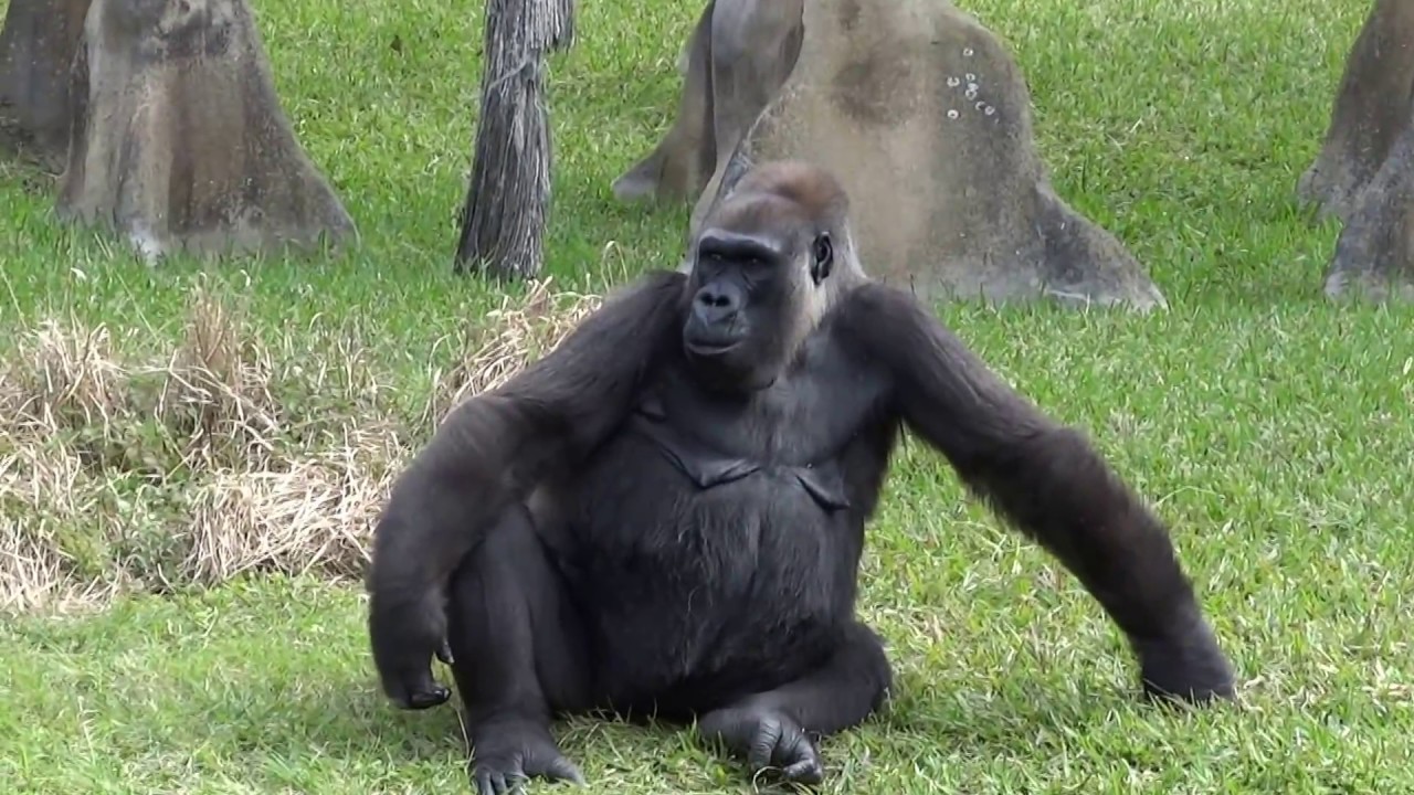 Adorable human-like 51-year-old GORILLA eating apples at Zoo Miami, Florida