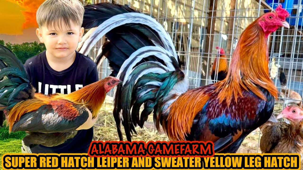 Super Red Hatch Leiper And Sweater Yellow Leg Hatch ~ ALABAMA GAMEFARM