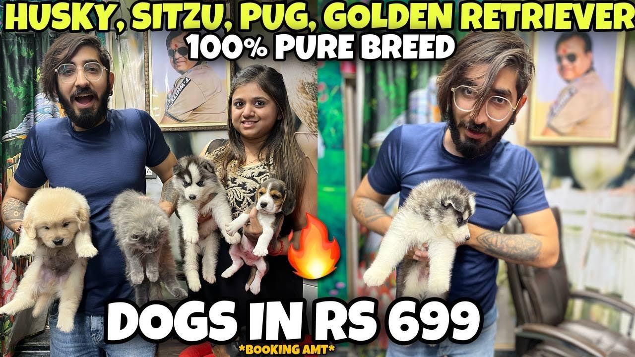 Cheapest Dogs & Cats  Market in Delhi | Dogs Starting Rs 699 | All Breeds Available| Vikas Pet Shop