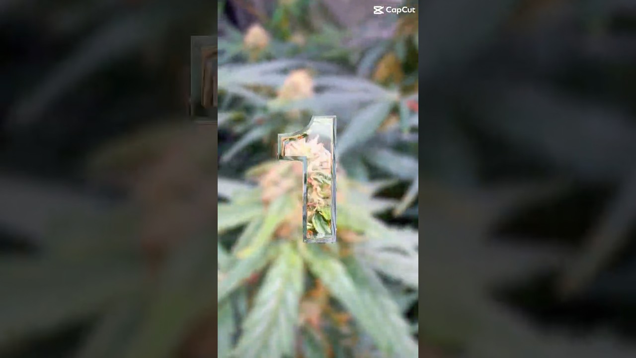 Not a master grower&mdash;just obsessed.Critical Kush 🌱🔥 #CriticalKush#GrowerLife#BudPorn#HomeGrown
