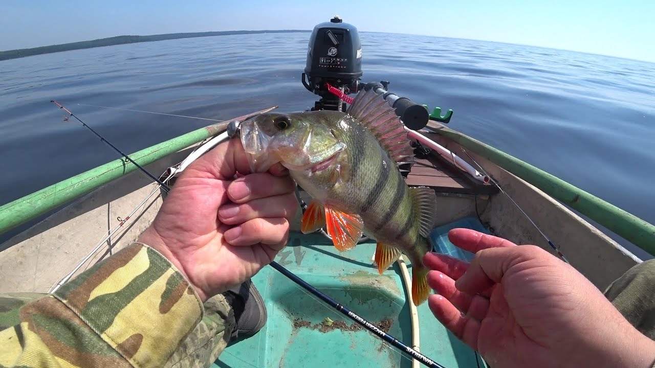 Окунь и судак на финском заливе. Рыбалка 12.07.25.