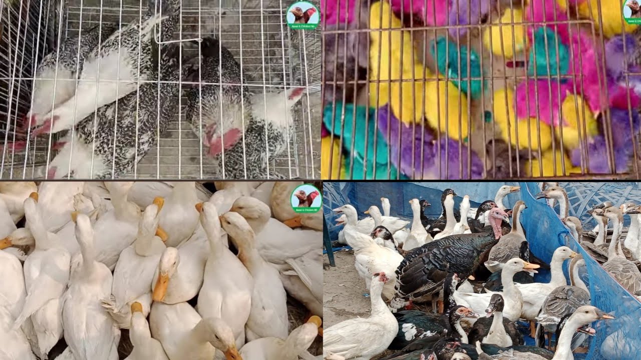 (1)Tongi hat। টংগি হাটে দেশি মুরগি হাঁস এবং সব রকমের মুরগির বাচ্চা খুব স্বস্তা ।Aseel & Chicken BD।