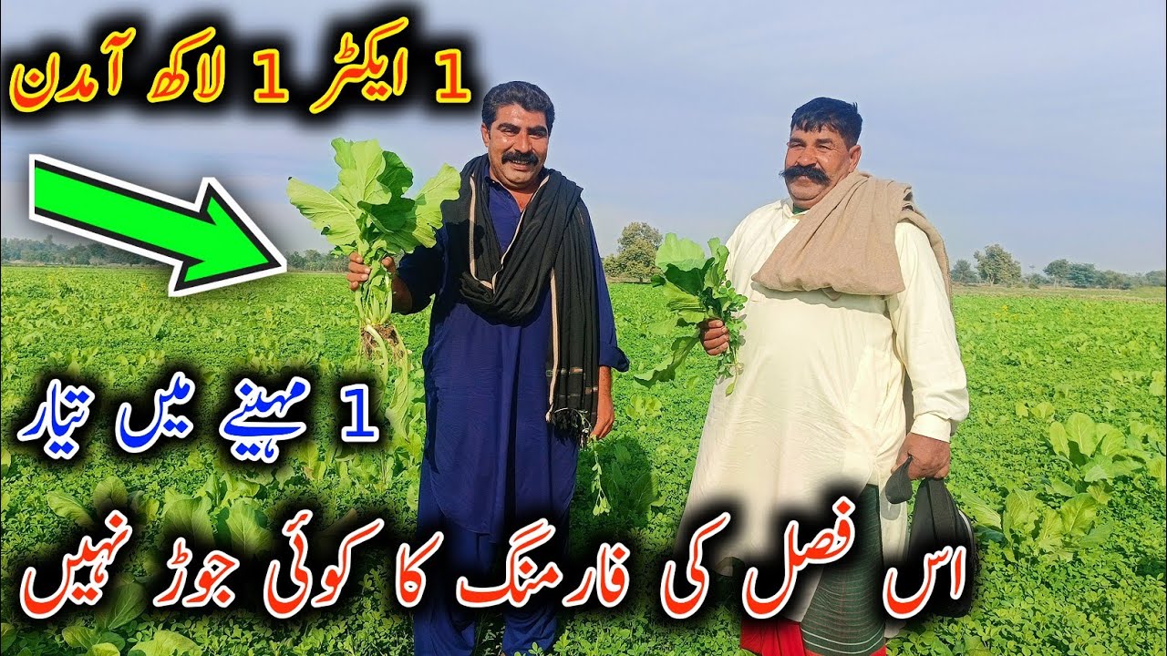Is Alfalfa Farming More Profitable Then Goat Farming - Chishtiyan Goat Farm