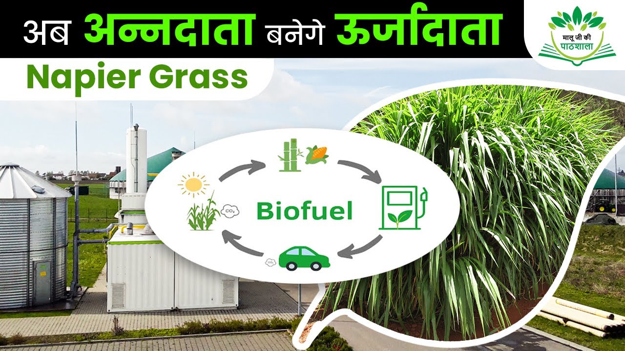 Napier grass बेचकर कमा रहे लाखो सालाना |किसान बनेगा ऊर्जादाता |नेपीयर घास buisness model Ankit Maloo