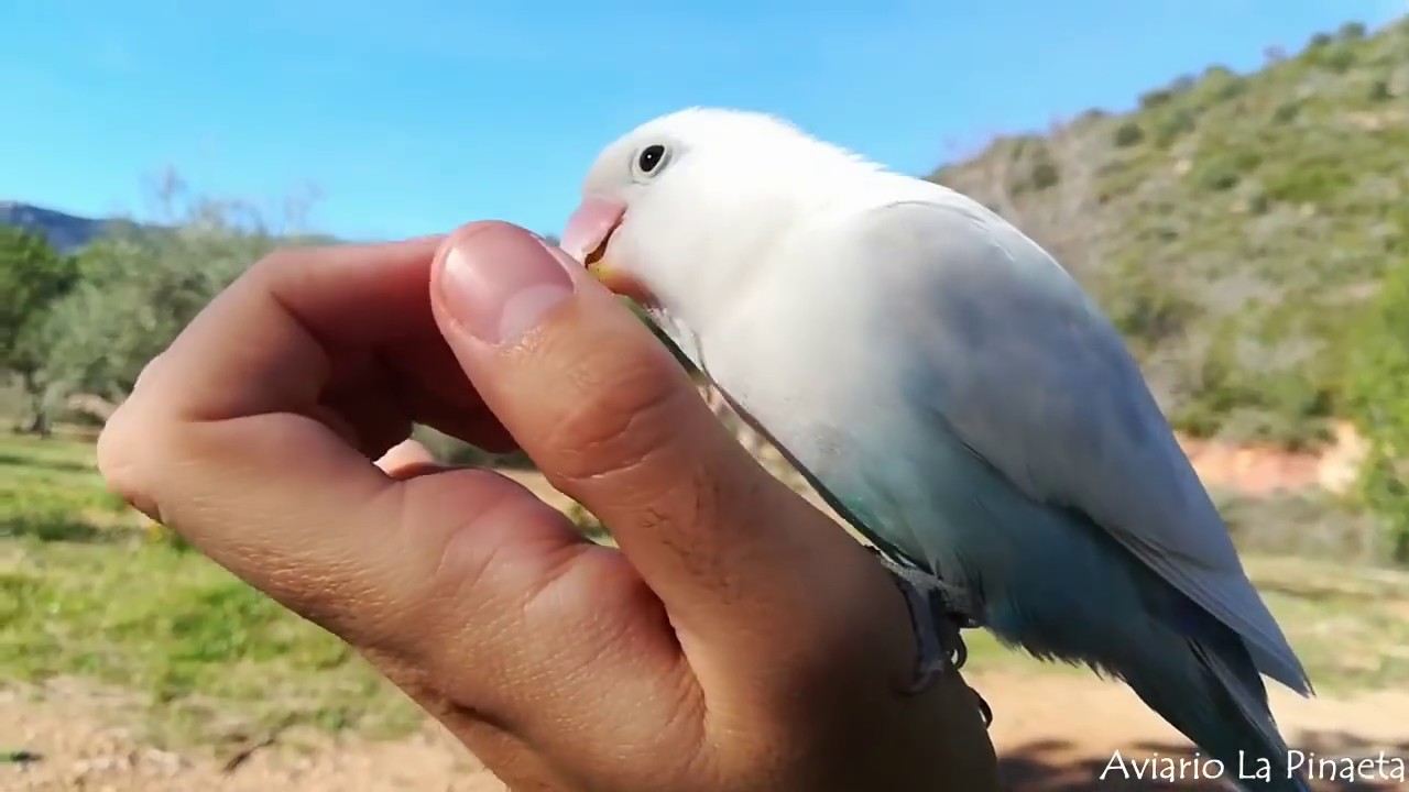 AGAPORNIS VUELO en LIBERTAD🐥| Paseo en libertad con Kiko