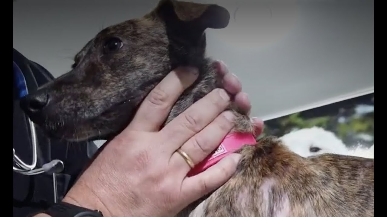 El moquillo canino, el mortal y contagioso virus que afecta a los perritos