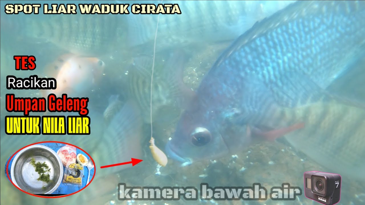 CATAT & simak cara buatnya! Racikan umpan yang disukai nila liar | Tes umpan dengan kamera bawah air