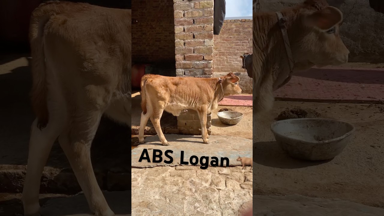 Jersey female calf #jersey #abs #Loganbull