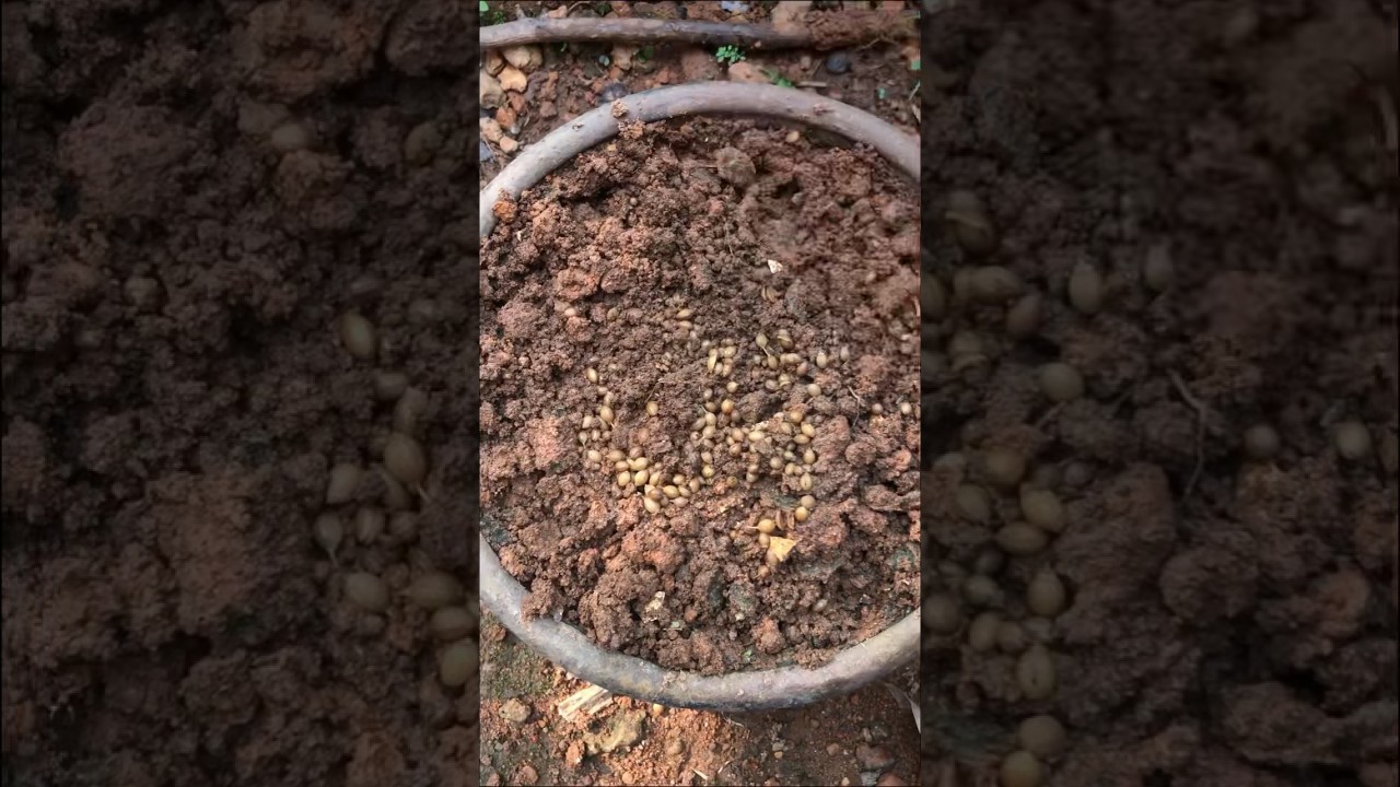 Malli krishi Malayalam #coriander #farming #malayalam