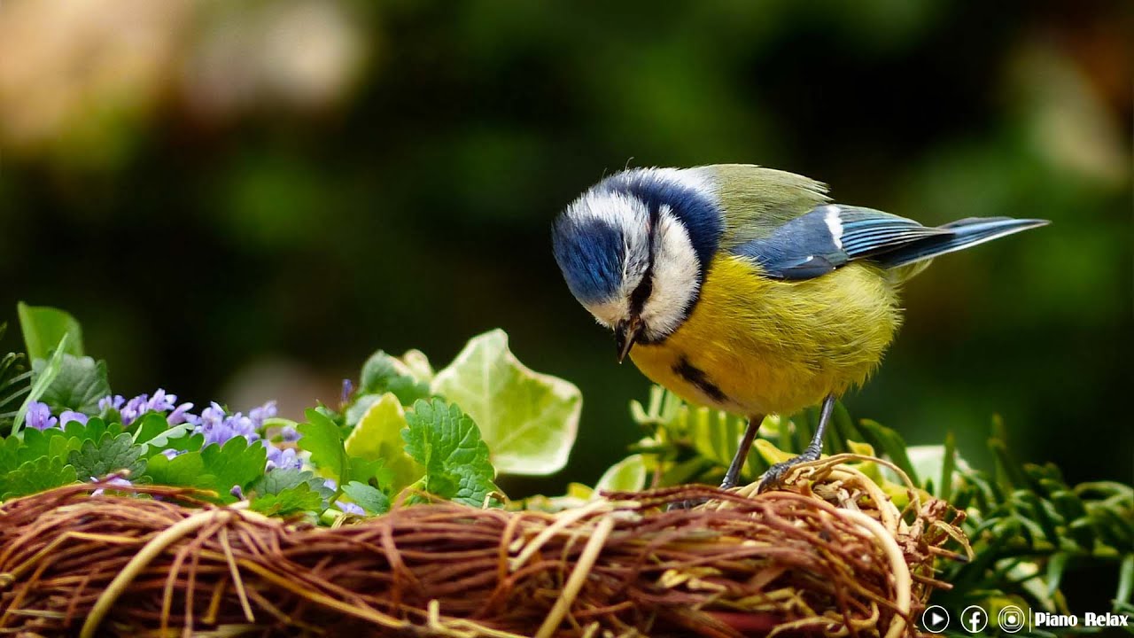 Calming Music Relieves Stress With Beautiful Nature videos - Gentle Music For The Soul And Life