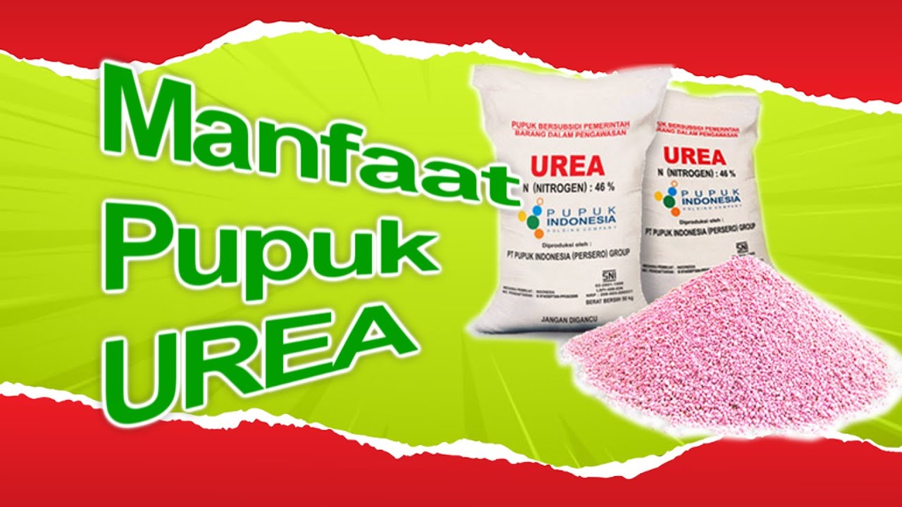 UREA - Pupuk Makro Yang Paling Dibutuhkan Tanaman Buah, Sayur, Penting untuk Pertumbuhan