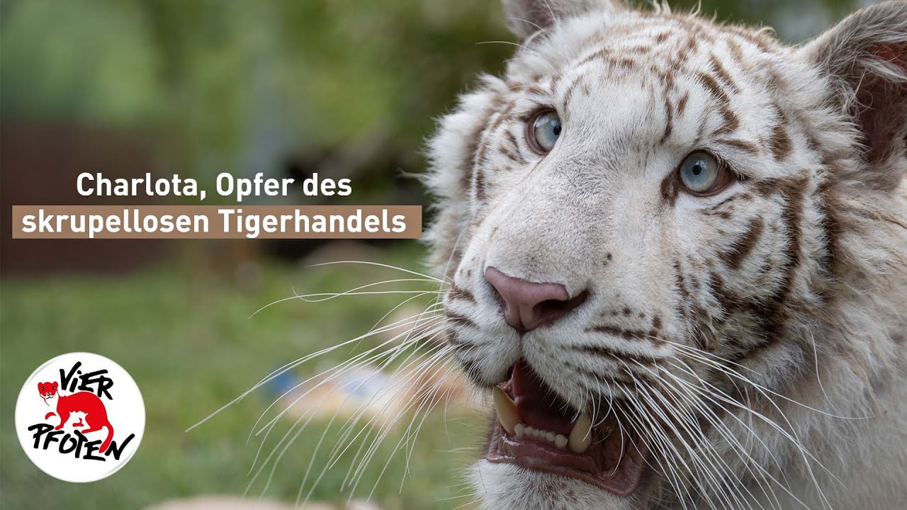 Charlota, Opfer des skrupellosen Tigerhandels | VIER PFOTEN