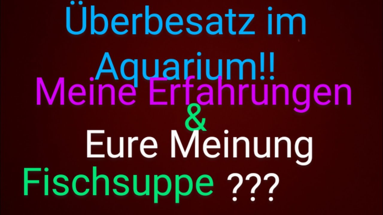 Überbesatz im Aquarium!  Funktioniert bei mir sehr gut  Erfahrungsbericht #aquarium #plants#Q&A