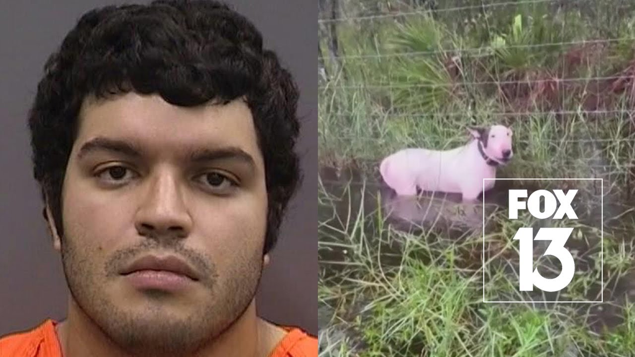 Dog tied to pole on I-75 ahead of Hurricane Milton, man charged
